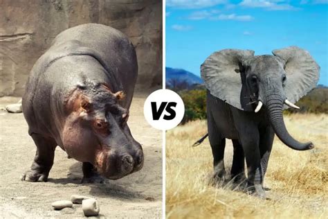 Hippo vs Elephant: What’s The Difference? (UNCOVERED)