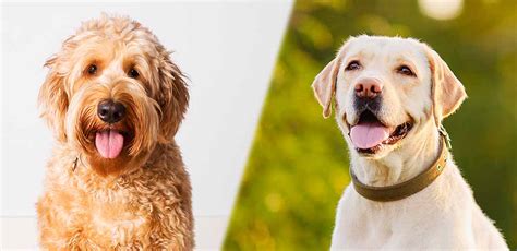 Goldendoodle Lab Mix - Does This Trio Of Retrievers Make A Perfect Mix?