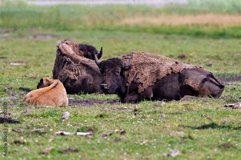 Bison-Buffalo Photo and Image. Bison adult with baby bison resting in ...