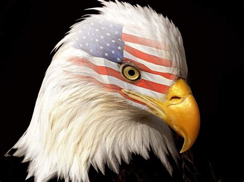 Bald Eagle American Flag Wallpaper - WallpaperSafari