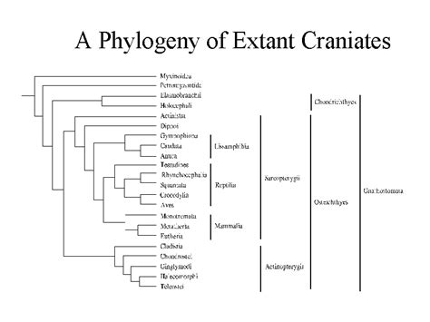 A Phylogeny of Extant Craniates