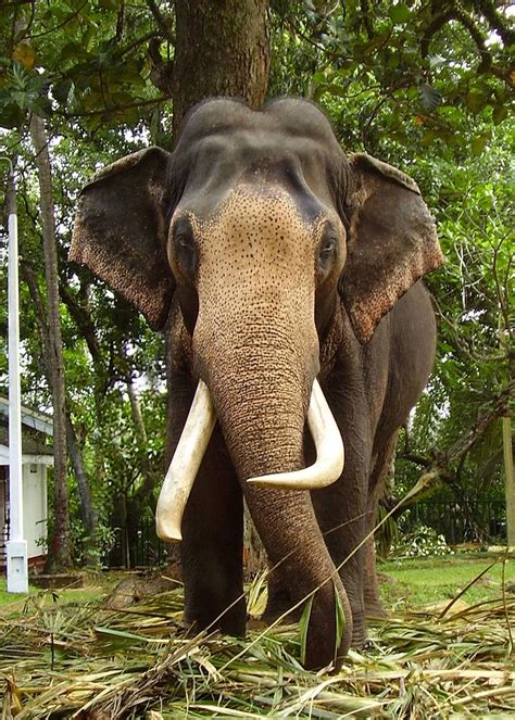 Get a chance to have a closer look at Sri Lankan Elephants ...