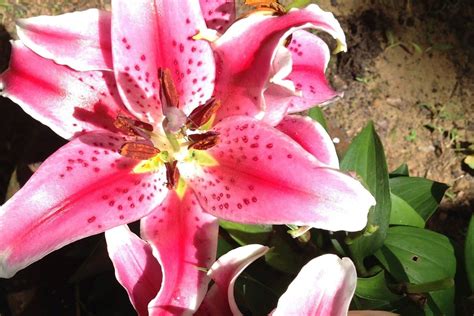 Stargazer Lily Meaning and Symbolism (Perfection & Success)