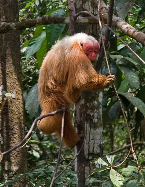 Uakari - A-Z Animals