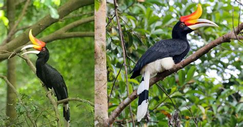 Ramai Keliru, Kenali Rhinoceros Hornbill Atau Enggang Badak Yang Merupakan Ikon Negeri Sarawak