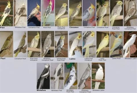 Cockatiel colors -Cockatiel colors chart Mutations and genetics