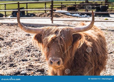 Highland Bull with a Very Long Tuft of Reddish Brown Hair on a Cattle Ranch Stock Photo - Image ...