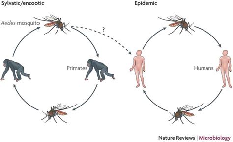 Dengue fever