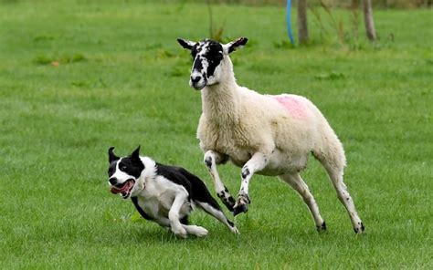 Beat it! Sheep gets its own back over sheepdog at agricultural show