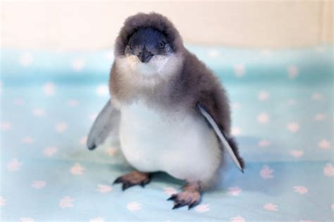 What Are the Names of the Blue Penguin Babies at NJ’s Adventure Aquarium? – NBC10 Philadelphia