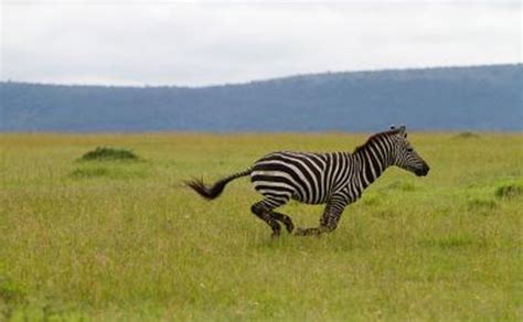 How Fast Can a Zebra Run? | Gone Outdoors | Your Adventure Awaits