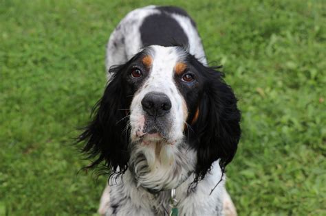 English Setter Dog Pet - Free photo on Pixabay - Pixabay