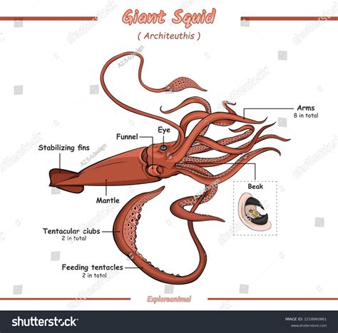 2,470 Giant Squid Drawing Images, Stock Photos & Vectors | Shutterstock