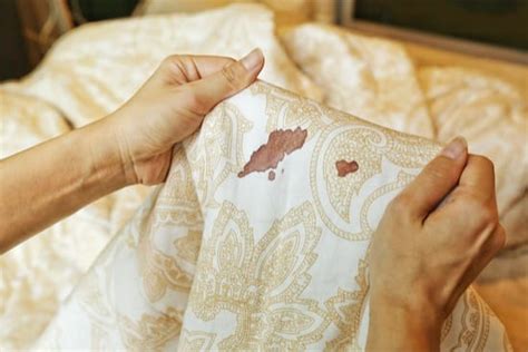 Why Do Bed Bugs Leave Blood Stains on Sheets and Pillows?