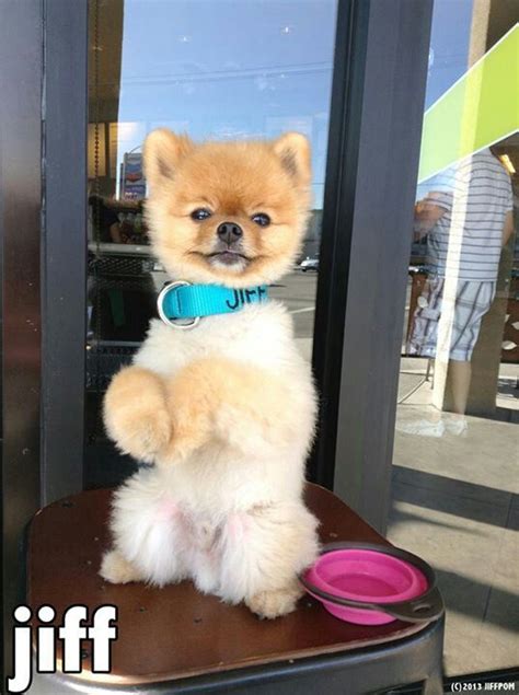 22 best Pomeranian haircut images on Pinterest | Pomeranian haircut ...