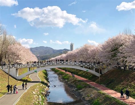 TOP 28 Places for Cherry & Spring Blossoms in Seoul 2021 | KoreaToDo