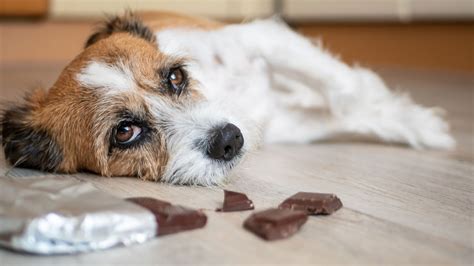 What Are The Clinical Signs Of Chocolate Poisoning In Dogs? - WriteUpCafe.com