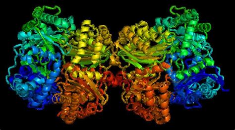 Insulin degrading enzyme - Alchetron, the free social encyclopedia