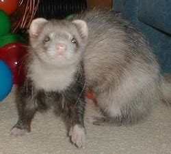 Ferret Colors - Ferret Edu