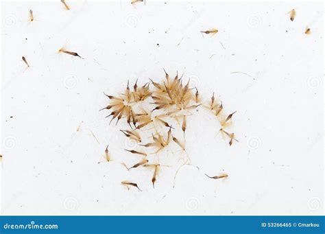 Seeds on snow stock image. Image of detail, winter, closeup - 53266465