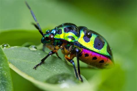 Jewel Beetle Stock Photography - Image: 20264252