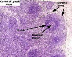 67 Immune System ideas | physiology, medical laboratory science, immunology