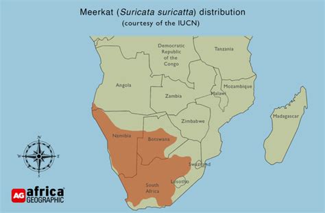 meerkat-distribution-map - Africa Geographic