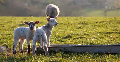 News | Worming and weaning lambs | Mole Online