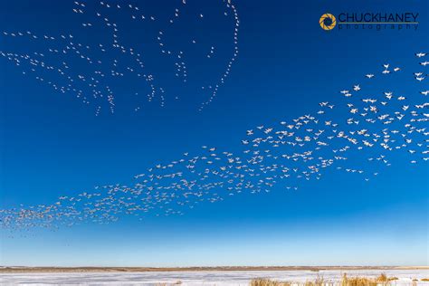 Freezeout Spring Bird Migration - Chuck Haney Photography