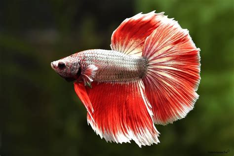 Ich on Betta Fish: How to Treat and Prevent This Common Issue