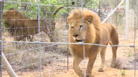 Beaten, declawed circus lions finally at South Africa sanctuary - BBC News