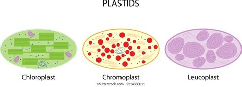 Plastids Definition, Structure, And Function With Diagram, 41% OFF