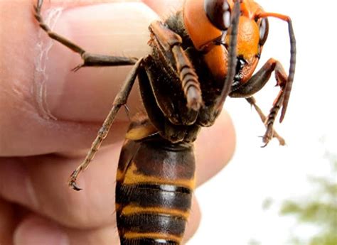 What is a ‘murder hornet’? – The US Sun