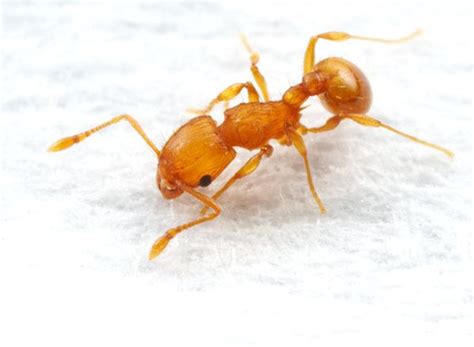 Electric ant - Alchetron, The Free Social Encyclopedia