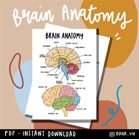 Brain Anatomy Poster Pack Laminated Human Brain Chart Medicine Quick Images | Sexiz Pix