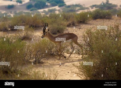 Arabian Gazelle in it natural desert habitat Stock Photo - Alamy