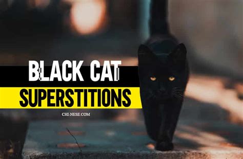 Black Cat Superstitions From Around The World: A Sign of Bad or Good Luck?