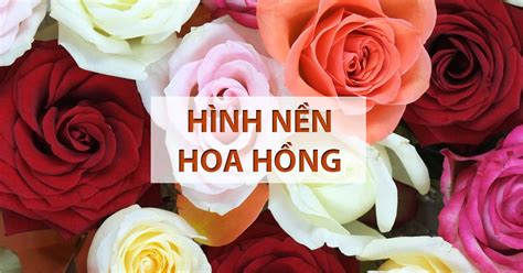 91 Hình Anh Hoa đẹp Nhất - Trường TIểu Học Tiên Phương - Chương Mỹ - Hà Nội