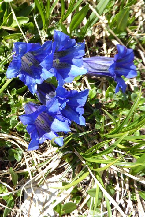 Pin by Alpine Exploratory on Alpine Flowers | Alpine flowers, Flowers, Alps