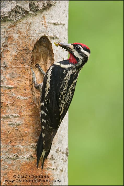 Yellow-Bellied Sapsucker at nest with food