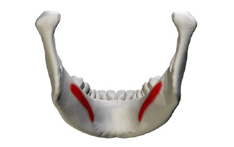 Mandible - The Definitive Guide | Biology Dictionary