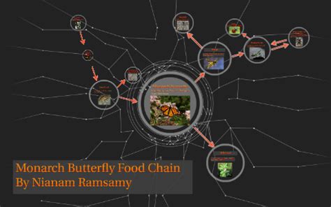 Monarch Butterfly Food Chain by Nianam Ramsamy on Prezi