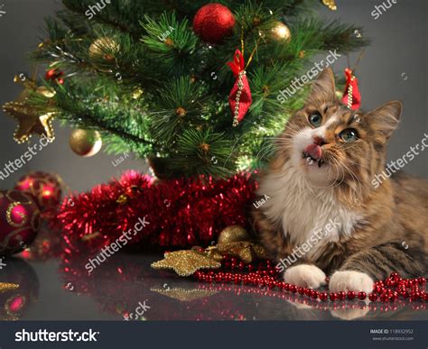 Funny Cat Christmas Tree Stock Photo 118932952 | Shutterstock