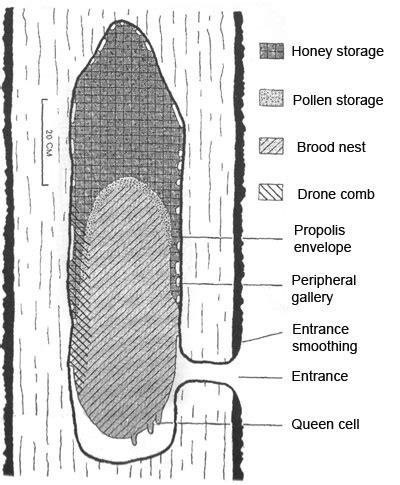 How to Remove Bees From a Tree | Root Simple