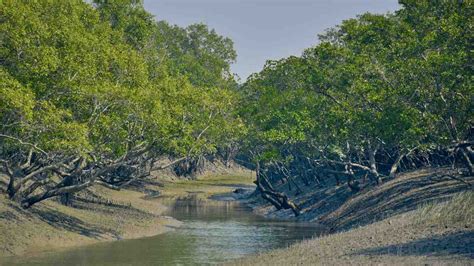 Sundarbans: The largest mangrove forest in the world - CineBuzz Times