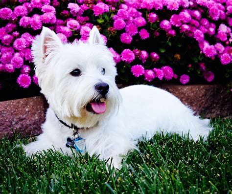 Westie dogs, Westies, Cute white dogs