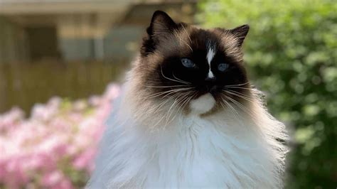 Ragdoll Cat: Breed Information Pros and Cons