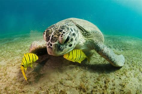 Green Sea Turtle Facts and Pictures