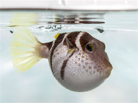 Myth busted: Pufferfish don't hold their breath while inflated | Science | AAAS