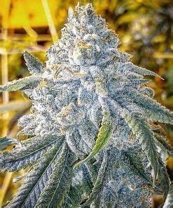 FIRE OG Strain | Buy Fire OG Seeds | Premium Cannabis Seeds